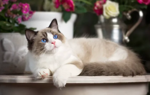 Картинка кошка, взгляд, голубые глаза, Рэгдолл