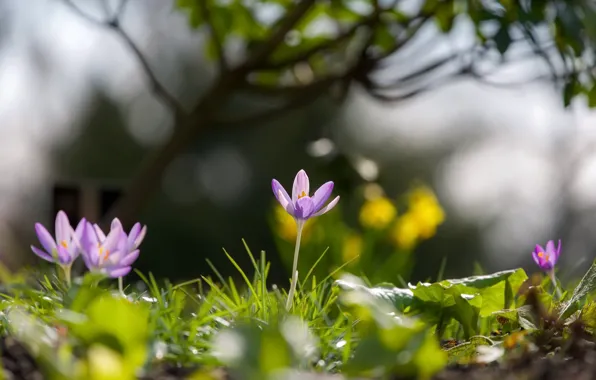 Лето, цветы, природа