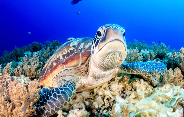 Картинка underwater, water, vacation, wildlife, turtle, interraction