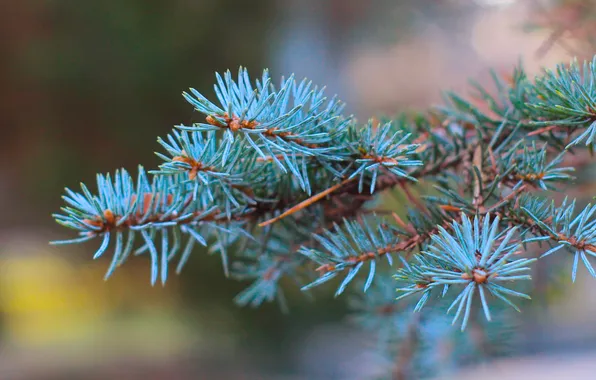 Tree, spruce, twig