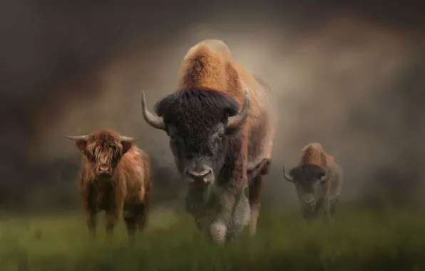 Картинка animal, cubs, bison