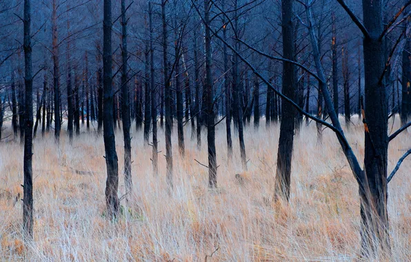 Трава, деревья, природа, цвет