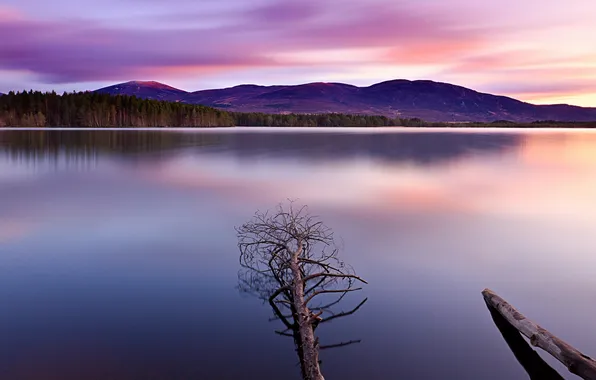 Пейзаж, природа, озеро, дерево