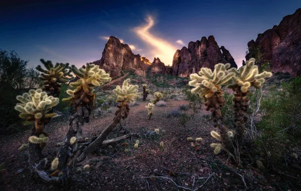 Картинка пейзаж, горы, природа, Аризона, кактусы, США, национальный парк, Cholla Cactus Garden