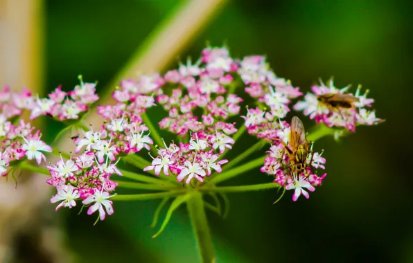 Картинка Цветочки, Flowers, Боке, Bokeh