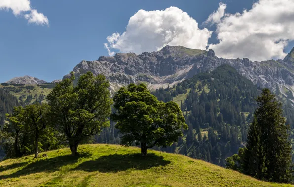 Картинка облака, деревья, горы, Германия, Бавария, Альпы, trees, Germany