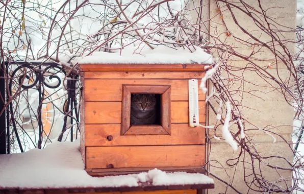 Картинка зима, кошка, кот, взгляд, снег, ветки, природа, ограда