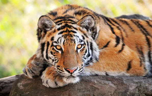 Картинка тигр, дикие кошки, смотрит, молодой