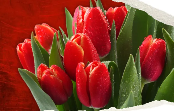 Картинка Nature, flowers, spring, colorful tulips