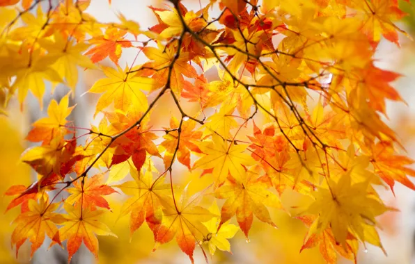 Осень, листья, капли, краски, ветка