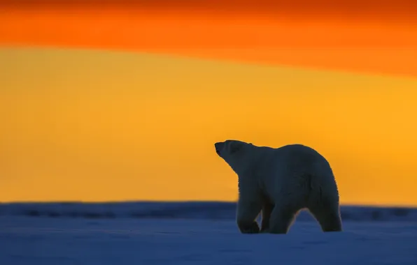 Закат, горизонт, Аляска, Белая медведица, ледяная пустыня, Национальный Арктический заповедник
