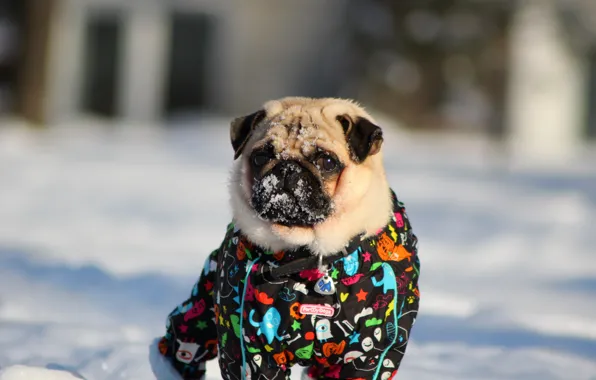 Картинка зима, снег, Мопс, pug