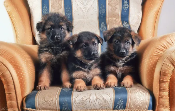 Кресло, щенки, трио, немецкая овчарка