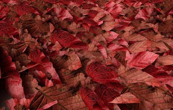 Картинка осень, листья, фон, colorful, red, autumn, leaves, осенние