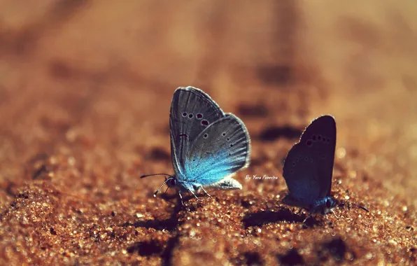 Картинка песок, бабочки, голубые