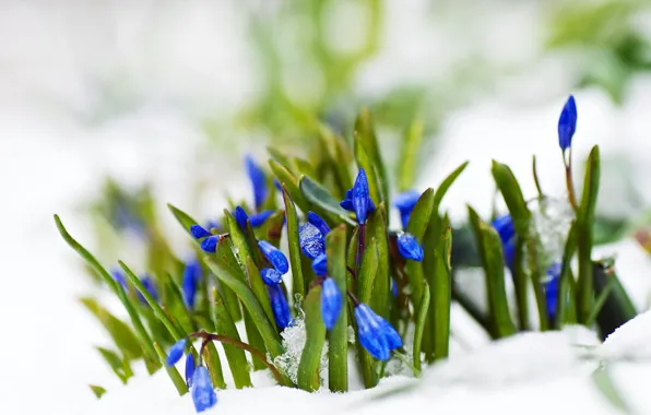 Картинка снег, цветы, природа, весна