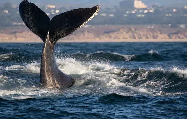 Море, природа, кит