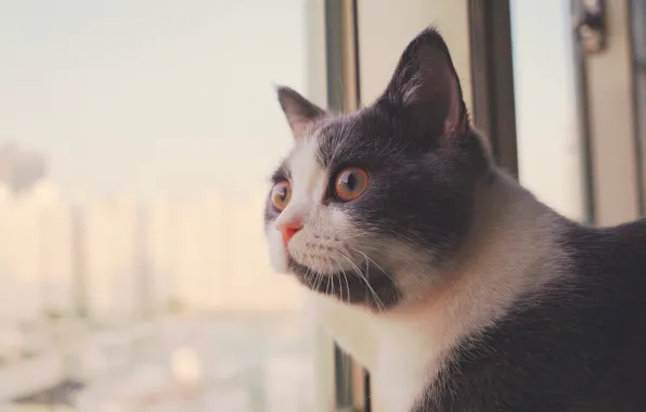Картинка кошка, взгляд, окно, мордочка