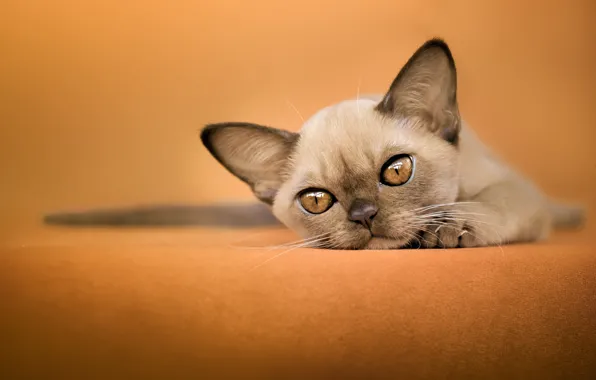 Кошка, взгляд, поза, котенок, мордашка, гремлин, ориентал, ориентальная кошка