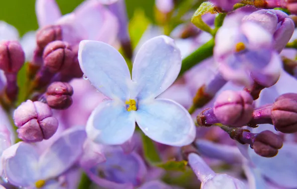 Flower, spring, lilac