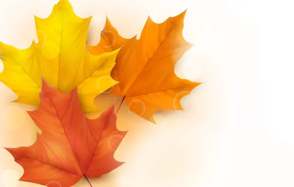 Картинка осень, листья, вектор, клен, блик