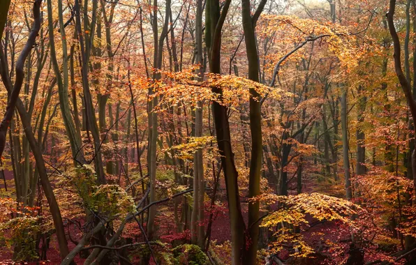 Картинка осень, лес, желтые листья, багровые