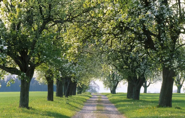 Дорога, деревья, природа, пути, путь, дерево, дороги, весна