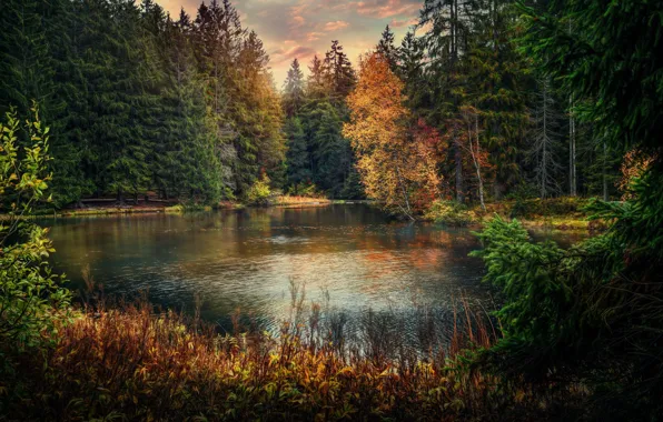 Осень, лес, озеро, пруд, Швейцария, Switzerland, Юра, Jura