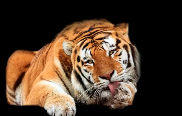 Картинка природа, тигр, зверь