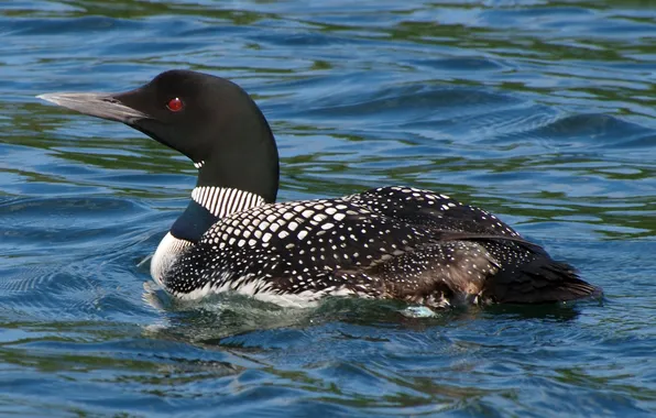 Richepaume), Great Northern Diver, Common Loon; Plongeon huard, гагара (Gavia immer; Great Northern Loon, Huart …