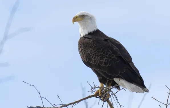 Sky, tree, bald eagle