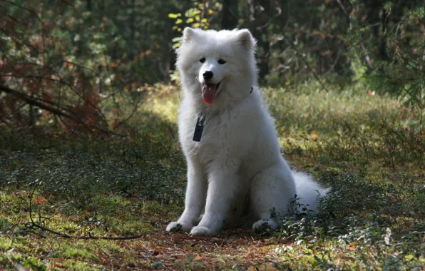 Картинка собака, Самоед, собаки, фон, друг, прогулка, обои, лес
