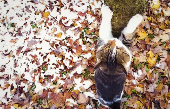 Кошка, кот, взгляд, поза, дерево, листва, лапки, мордашка