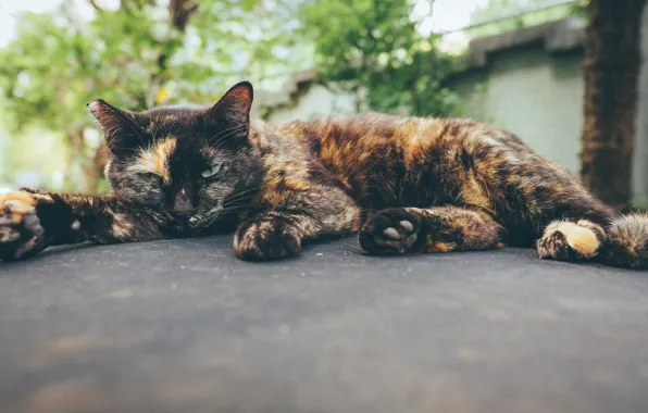 Кот, лежит, котейка