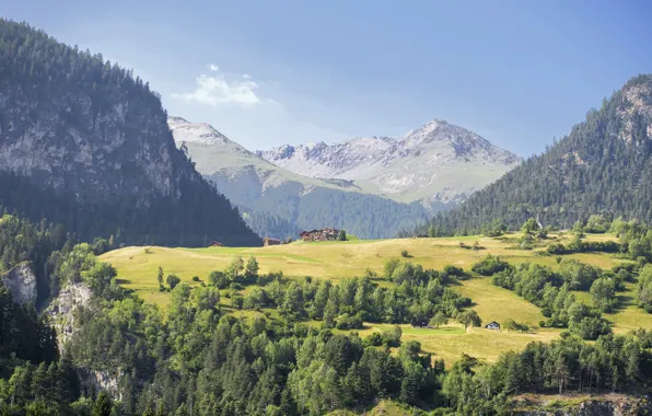 Wallpaper, nature, tree