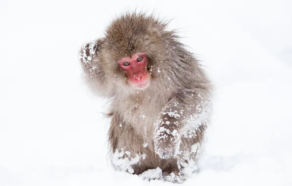 Картинка поза, обезьяна, снежная