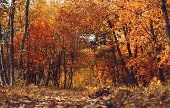 Осень, листья, деревья, мост, парк, forest, nature, yellow