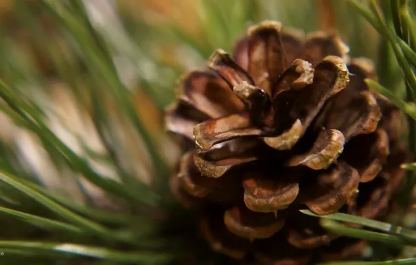 Pine, twig, cone