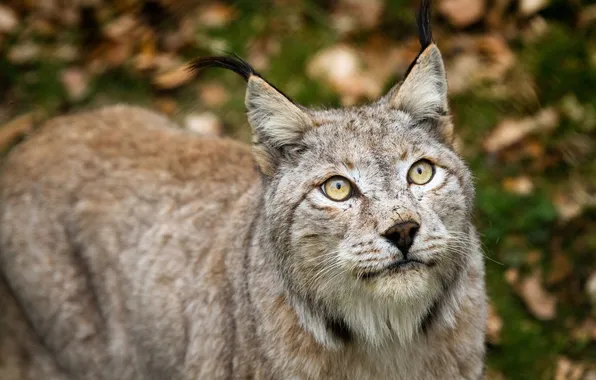 Head, lynx, fur gray