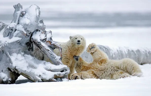Картинка зима, снег, медведи, Аляска, коряга, медвежата, белые медведи