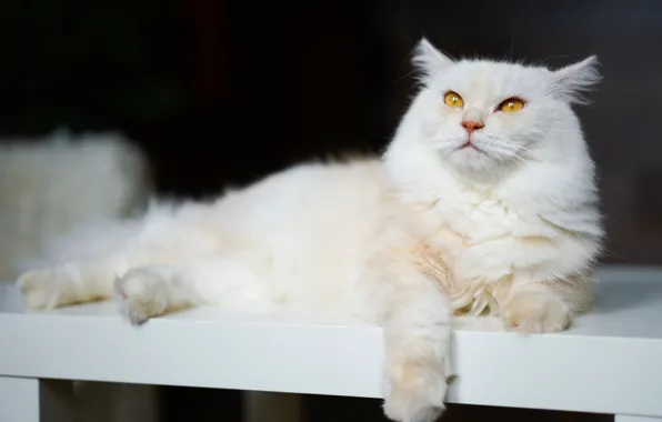 Кошка, кот, взгляд, скамейка, поза, темный фон, лежит, белая