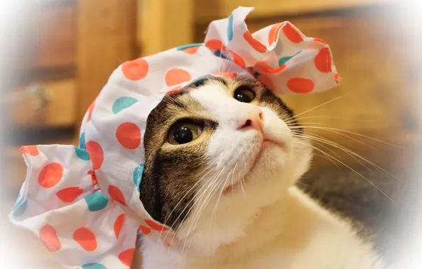 Кошка, кот, взгляд, морда, крупный план, фон, доски, портрет