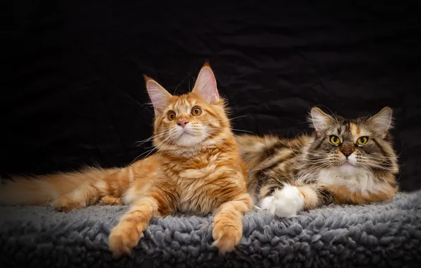 Кошка, взгляд, кошки, поза, темный фон, котенок, лапки, рыжий