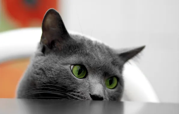 Картинка кошка, глаза, стол
