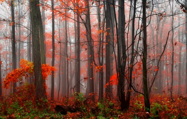 Осень, лес, деревья, туман