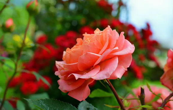 Картинка Роза, Roses, Боке, Bokeh