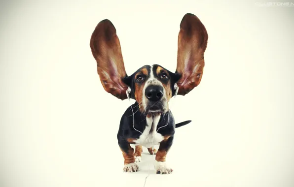 Картинка собака, наушники, уши