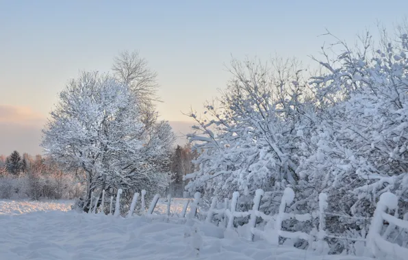 Картинка зима, снег, деревья, забор, утро, мороз