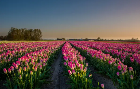 Пейзаж, цветы, поля, тюльпаны, Нидерланды