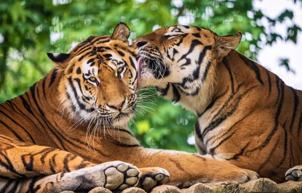 Картинка любовь, дикие кошки, парочка, тигры